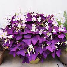 Purple Oxalis Stricta Flower Seeds for Planting – Non-GMO, High Germination Heirloom Organic Garden Seeds