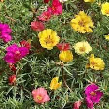 Heirloom Portulaca Flower Seeds – Non-GMO, High Germination Organic Garden Seeds