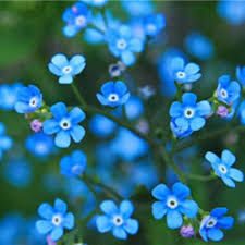 Myosotis Flower Seeds for Planting – Heirloom, Non-GMO, High Germination Organic Garden Seeds