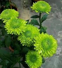 Green Chrysanthemum Flower Seeds for Planting – Drought Tolerant, Heirloom, Non-GMO, High Germination Organic Garden Seeds