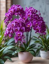 Lavender Phalaenopsis Orchid Flower Seeds for Planting | Heirloom Non-GMO Organic Garden Seeds