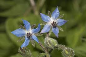Heirloom Borago Officinalis Flower Seeds for Planting – Non-GMO, Hardy Organic Garden Seeds