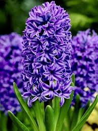 Deep Blue Hyacinth Flower Seeds for Planting – Heirloom, Non-GMO, High Germination Garden Seeds