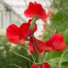 Deep Red Sweet Pea Flower Seeds for Planting – Non-GMO, High Germination Heirloom Organic Garden Seeds
