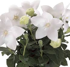 White Balloon Flower Seeds for Planting | Heirloom Non-GMO High Germination