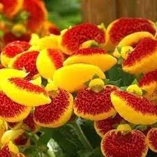 Slipper Flower Seeds for Planting – Vibrant Colors, Heirloom, Non-GMO, High Germination Organic Garden Seeds