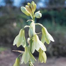 Galtonia Viridiflora Flower Seeds for Planting – Long Bloom Season Heirloom Non-GMO Seeds