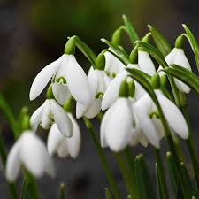 White Snowbells Flower Seeds for Planting – Pollinator Friendly Heirloom, Non-GMO, High Germination Organic Garden Seeds