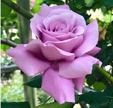 Lavender Snow Rose Flower Seeds for Planting – Heirloom, Non-GMO, Long Bloom Season, High Germination