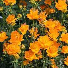 Trollius Flower Seeds for Planting - Heirloom, Non-GMO, High Germination Organic Garden Seeds