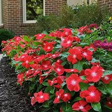 Periwinkle Flower Seeds for Planting – Drought-Tolerant Heirloom, Non-GMO, High Germination Garden Seeds