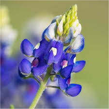 Blue Bonnet Flower Seeds for Planting – Heirloom, Non-GMO, Cottage Garden Essential Organic Garden Seeds
