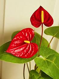 Huifang Anthurium Flower Seeds for Planting – Heirloom, Non-GMO, High Germination Garden Seeds