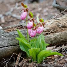 Cypripedium Acaule Flower Seeds for Planting – Heirloom Non-GMO High Germination Organic Garden Seeds