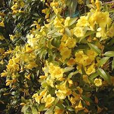 Carolina Yellow Jasmine Vine Seeds – Heirloom, Non-GMO, Perennial Blooms
