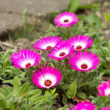 Mesembryanthemum Flower Seeds for Planting – Compact Growth, Heirloom, Non-GMO, High Germination Garden Seeds