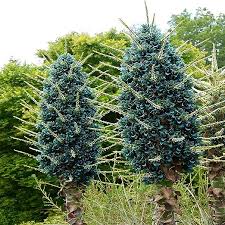 Puya Flower Seeds for Planting – Compact Growth, Heirloom Non-GMO High Germination Organic Garden Seeds