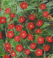 Red Cardinal Climber Flower Seeds for Planting | Heirloom Non-GMO High Germination Organic Garden Seeds