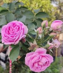 Pale Pink Rose Flower Seeds for Planting – Heirloom, Non-GMO, Long Bloom Season, High Germination
