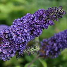 Empire Blue Buddleja Alternifolia Flower Seeds for Planting – Heirloom, Non-GMO, High Germination Organic Garden Seeds