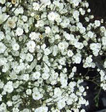 White Catchfly Flower Seeds for Planting – Heirloom, Non-GMO, Drought Tolerant Organic Garden Seeds