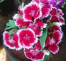 Pink White Dianthus Flower Seeds for Planting – Heirloom, Non-GMO, High Germination Organic Garden Seeds