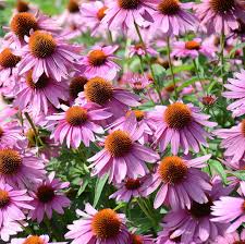 Heirloom Coneflower Seeds for Planting | Non-GMO, High Germination, Organic Garden Seeds