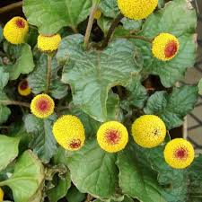 Yellow Acmella Oleracea Flower Seeds for Planting | Heirloom Non-GMO Organic Garden Seeds