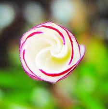 Oxalis Versicolor Flower Seeds for Planting – Heirloom, Non-GMO, High Germination Organic Garden Seeds