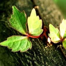 Green Boston Ivy Flower Seeds for Planting – Heirloom, Non-GMO, Organic Garden Seeds