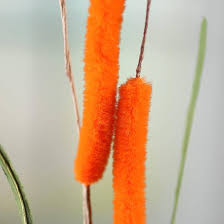Cattail Flower Seeds for Planting – Vibrant Colors, Heirloom, Non-GMO, High Germination Garden Seeds