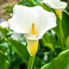 Calla Flower Seeds for Planting – Drought Tolerant, Heirloom, Non-GMO, High Germination Organic Garden Seeds