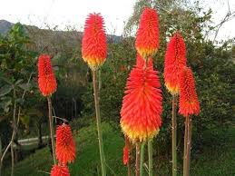 Red Yellow Poker Flower Seeds for Planting – Heirloom, Non-GMO, High Germination Organic Garden Seeds