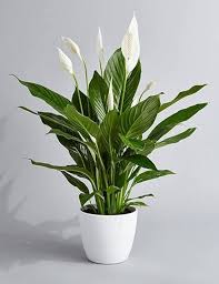 Green Spathiphyllum Flower Seeds for Planting | Heirloom Non-GMO High Germination Organic Garden Seeds