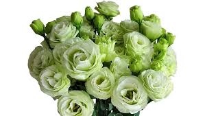 Light Green Lisianthus Flower Seeds for Planting – Heirloom, Non-GMO, Low Maintenance Organic Garden Seeds