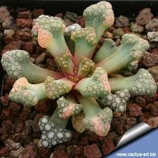 Sea Green Titanopsis Hugo-Schlechteri Flower Seeds for Planting – Heirloom, Non-GMO, Garden Favorite Organic Garden Seeds