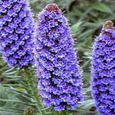 Blue Fastuosum Flower Seeds for Planting – Heirloom Non-GMO, High Germination Organic Garden Seeds