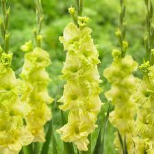 Gladiolus Dark Green Flower seeds for Planting – Vibrant Colors, Heirloom &amp; GMO Free Seeds for Home Garden, High Germination