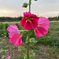 Pink and Yellow Futaba Alcea Rosea Flower Seeds for Planting – Drought Tolerant Heirloom Non-GMO High Germination Organic Garden Seeds