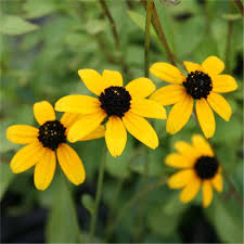 Rudbeckia Triloba Flower Seeds for Planting – Heirloom, Non-GMO, High Germination Organic Garden Seeds