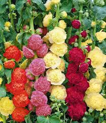 Mallow Alcea Rosea Flower Seeds for Planting | Heirloom Non-GMO High Germination Organic Garden Seeds