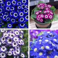 Mix Cineraria Flower Seeds for Planting Heirloom Non-GMO High Germination Organic Garden Seeds