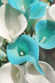 Sky Blue Calla Flower Seeds for Planting | Shade Tolerant Heirloom Non-GMO Organic Garden Seeds