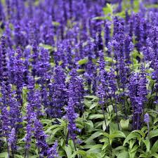 Purple Mint Seeds for Planting – Hardy Variety, Heirloom, Non-GMO Organic Garden Seeds
