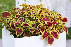 Coleus Flower Seeds for Planting Heirloom Non-GMO High Germination Organic Garden Seeds