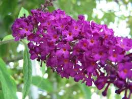 Violet Buddleia Davidii Flower Seeds for Planting – Heirloom, Non-GMO, Cut Flower Favorite, High Germination