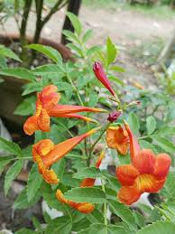 Orange Tecoma Jubilee Flower Seeds for Planting – Heirloom, Non-GMO, Organic Garden Seeds