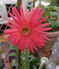 Pink Jamesonii Flower Seeds for Planting – Heirloom Non-GMO Sun Loving Organic Garden Seeds