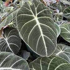 Flower Seeds, Seeds,Seeds For Planting,Plant Seeds