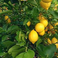Fruit Seeds,Garden seeds, Seeds For Planting,Plant Seeds